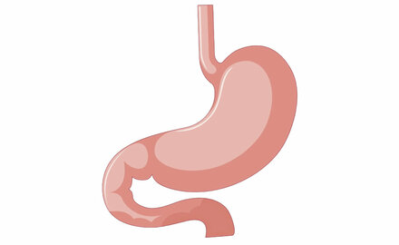 Abbildung Speiser&ouml;hre und Magen (Bereich Oberer Gastriontestinaltrakt)